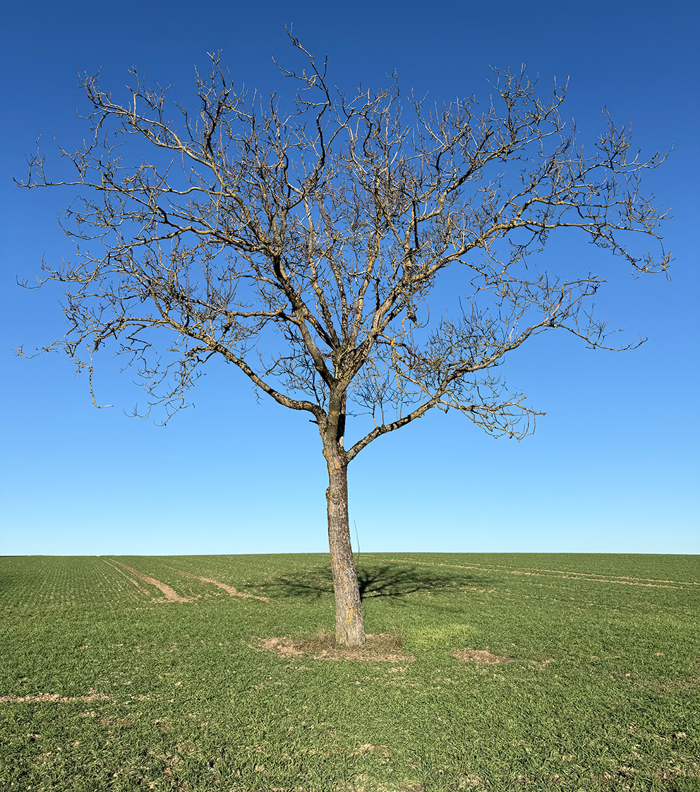 zwar „nur” ein einzelner Baum ... aber er würde sich auch über einen Schnitt freuen. © Groschenheft
